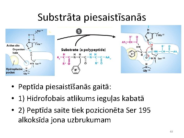 Substrāta piesaistīsanās • Peptīda piesaistīšanās gaitā: • 1) Hidrofobais atlikums ieguļas kabatā • 2)