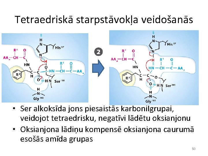 Tetraedriskā starpstāvokļa veidošanās • Ser alkoksīda jons piesaistās karbonilgrupai, veidojot tetraedrisku, negatīvi lādētu oksianjonu