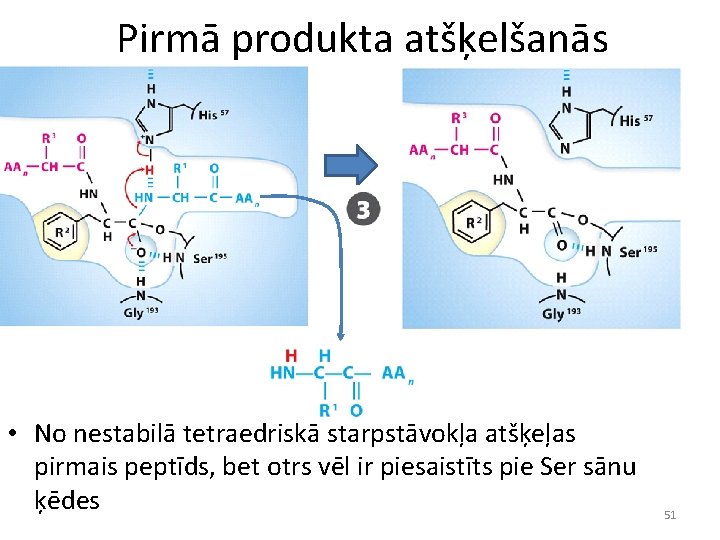 Pirmā produkta atšķelšanās • No nestabilā tetraedriskā starpstāvokļa atšķeļas pirmais peptīds, bet otrs vēl