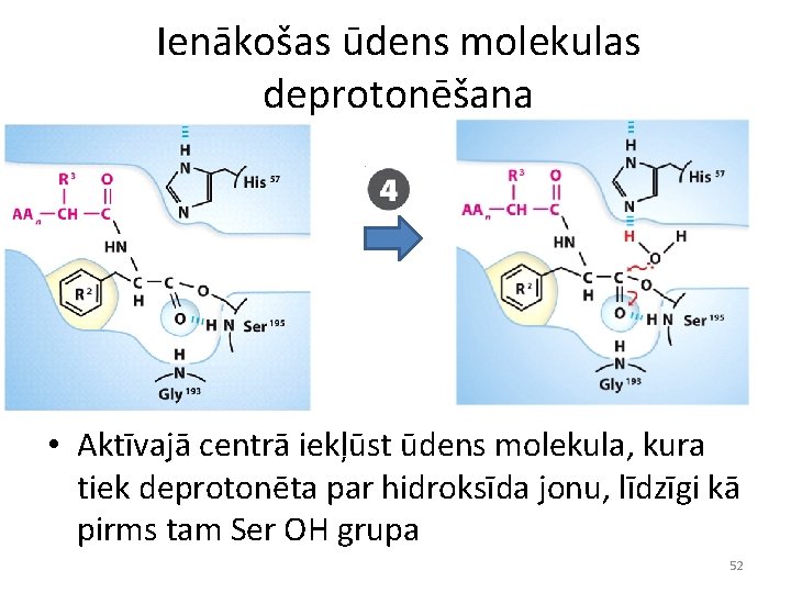 Ienākošas ūdens molekulas deprotonēšana • Aktīvajā centrā iekļūst ūdens molekula, kura tiek deprotonēta par