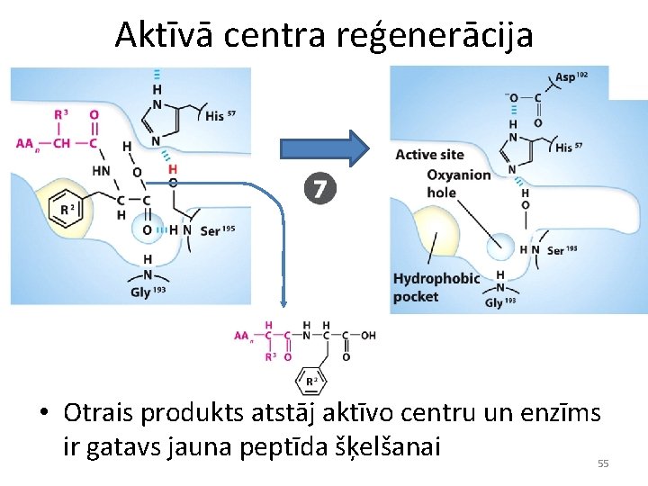 Aktīvā centra reģenerācija • Otrais produkts atstāj aktīvo centru un enzīms ir gatavs jauna