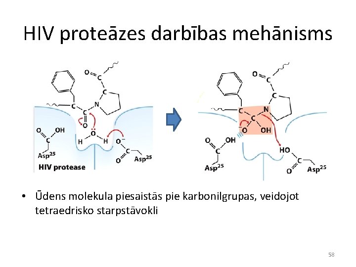 HIV proteāzes darbības mehānisms • Ūdens molekula piesaistās pie karbonilgrupas, veidojot tetraedrisko starpstāvokli 58