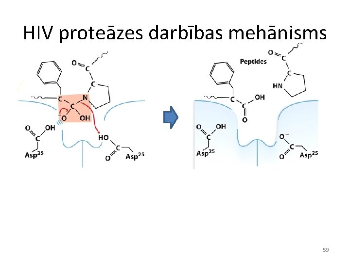 HIV proteāzes darbības mehānisms 59 