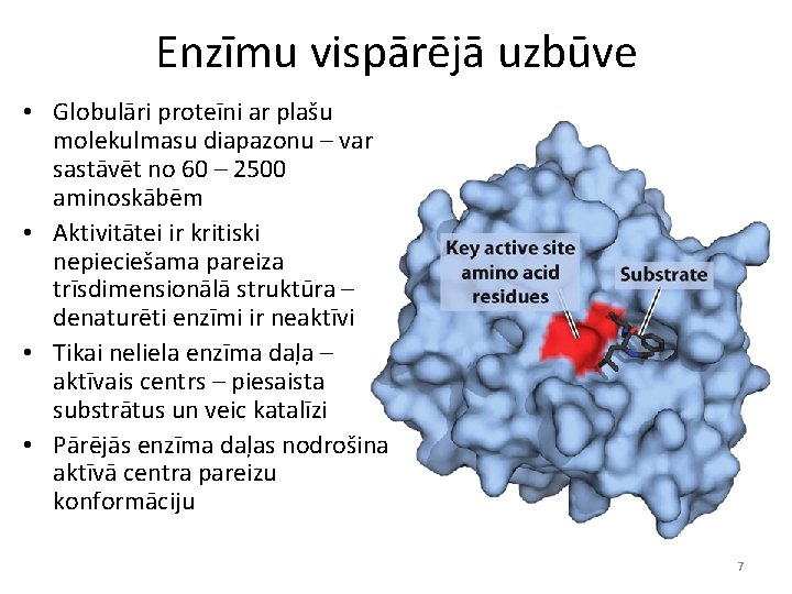 Enzīmu vispārējā uzbūve • Globulāri proteīni ar plašu molekulmasu diapazonu – var sastāvēt no