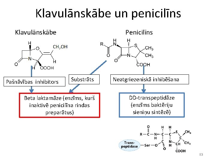 Klavulānskābe un penicilīns Klavulānskābe Pašnāvības inhibitors Penicilīns Substrāts Beta laktamāze (enzīms, kurš inaktivē penicilīna