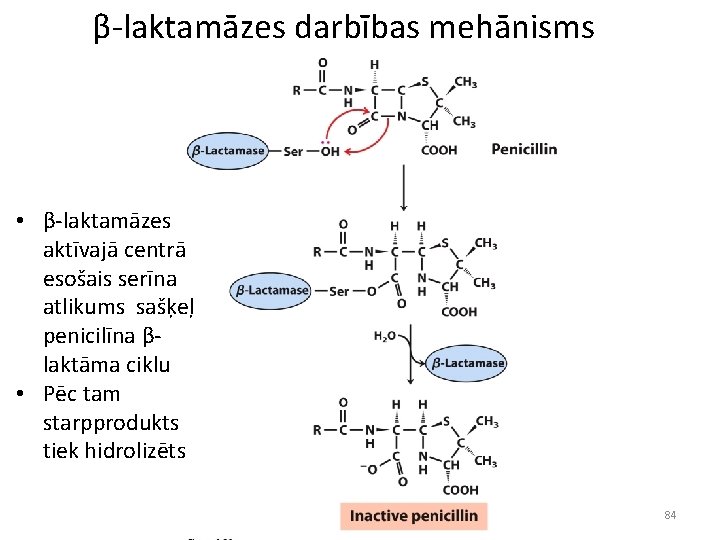 β-laktamāzes darbības mehānisms • β-laktamāzes aktīvajā centrā esošais serīna atlikums sašķeļ penicilīna βlaktāma ciklu