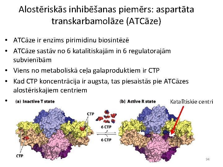 Alostēriskās inhibēšanas piemērs: aspartāta transkarbamolāze (ATCāze) • ATCāze ir enzīms pirimidīnu biosintēzē • ATCāze