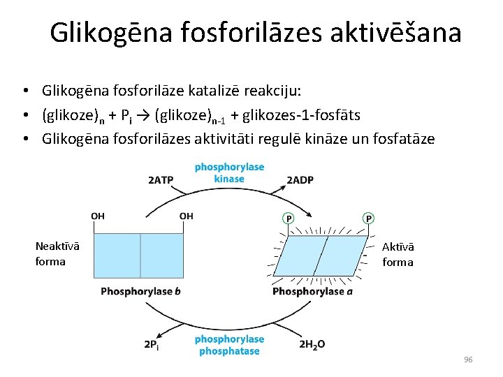 Glikogēna fosforilāzes aktivēšana • Glikogēna fosforilāze katalizē reakciju: • (glikoze)n + Pi → (glikoze)n-1