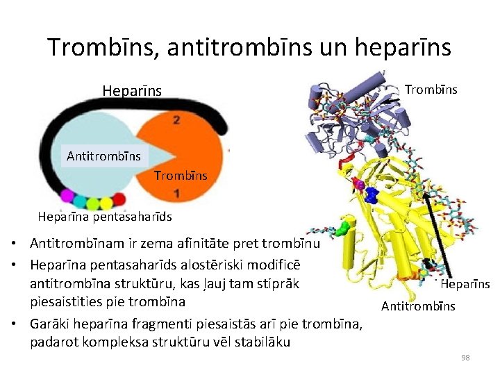 Trombīns, antitrombīns un heparīns Heparīns Trombīns Antitrombīns Trombīns Heparīna pentasaharīds • Antitrombīnam ir zema