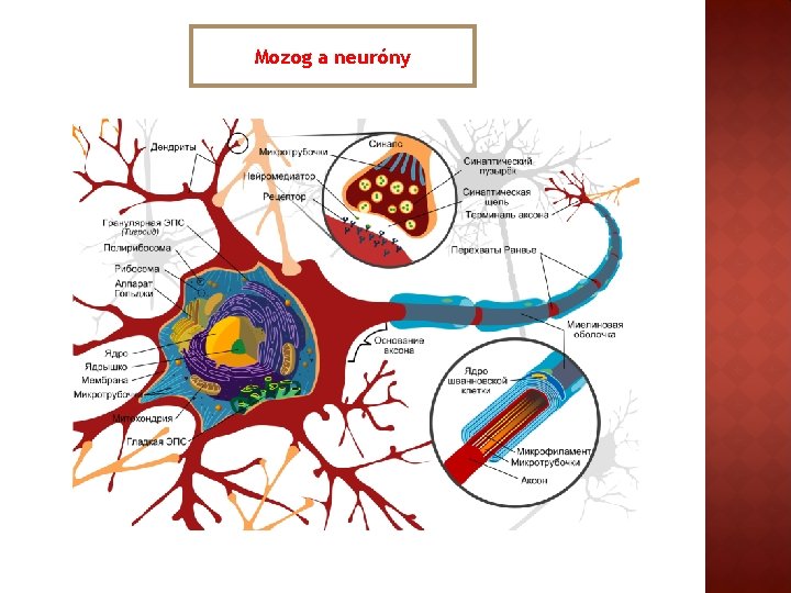 Mozog a neuróny 