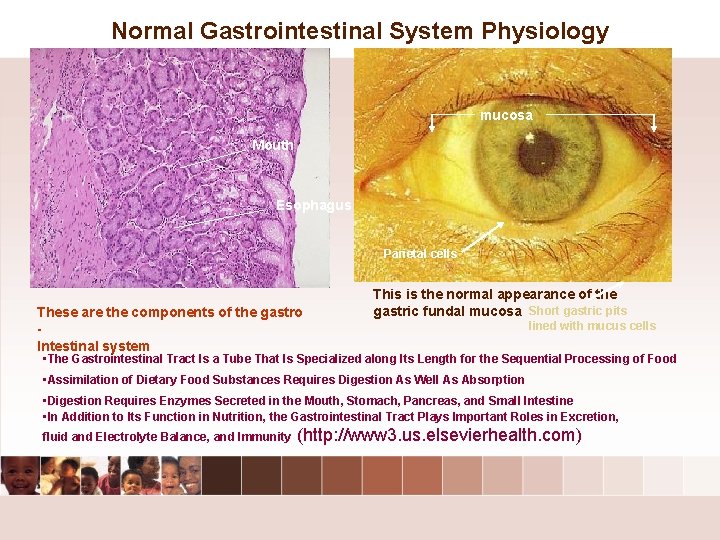 Normal Gastrointestinal System Physiology mucosa Mouth Esophagus Parietal cells These are the components of Normal Gastrointestinal System Physiology mucosa Mouth Esophagus Parietal cells These are the components of
