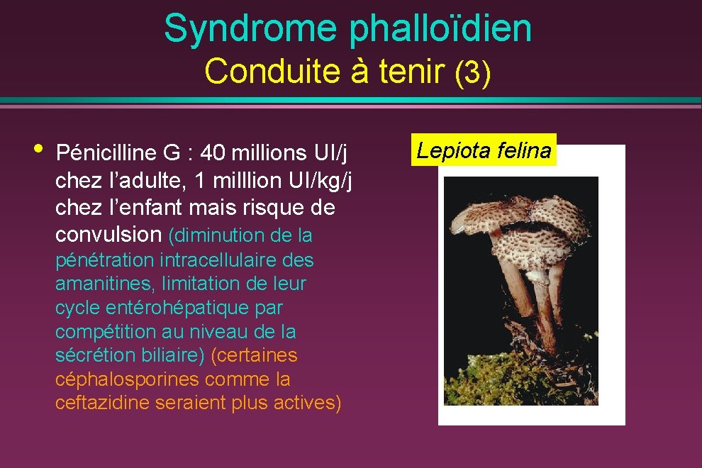 Syndrome phalloïdien Conduite à tenir (3) • Pénicilline G : 40 millions UI/j chez