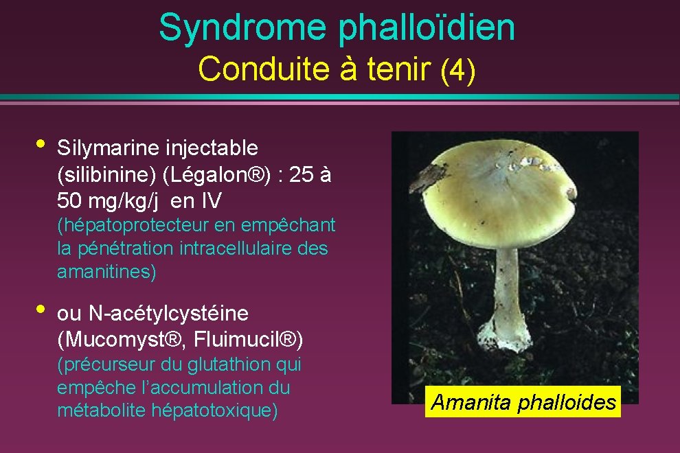 Syndrome phalloïdien Conduite à tenir (4) • Silymarine injectable (silibinine) (Légalon®) : 25 à
