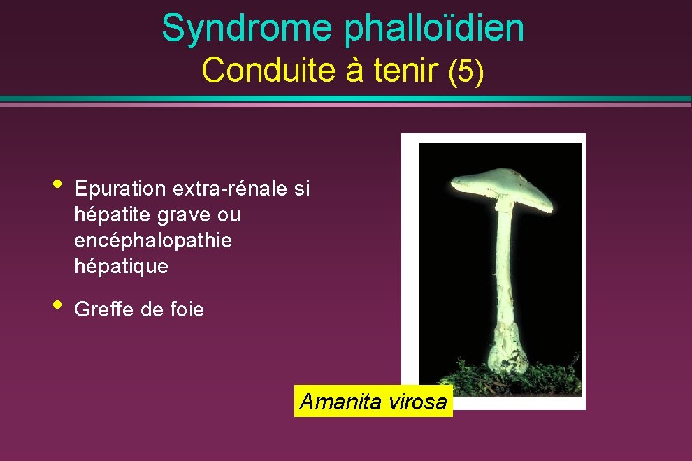 Syndrome phalloïdien Conduite à tenir (5) • Epuration extra-rénale si hépatite grave ou encéphalopathie