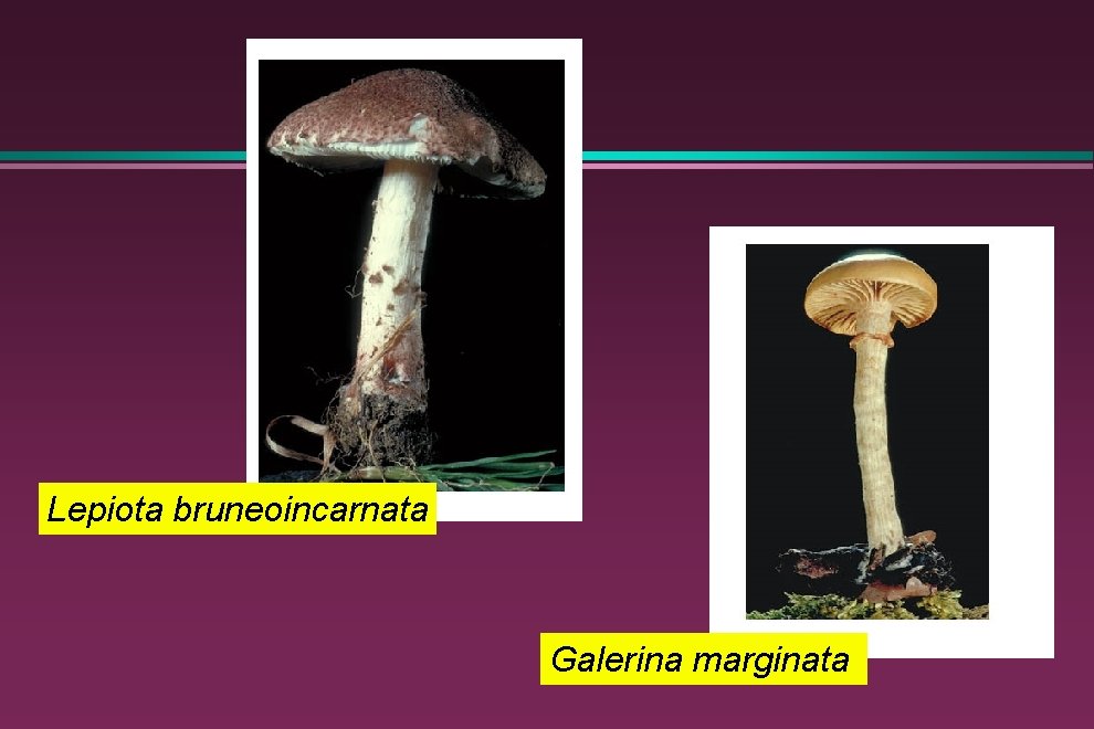 Lepiota bruneoincarnata Galerina marginata 