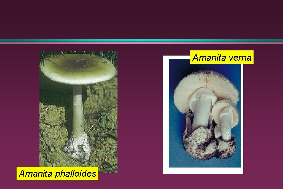 Amanita verna Amanita phalloides 