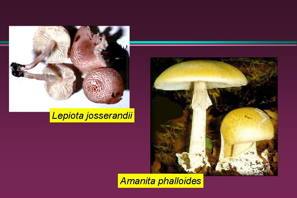 Lepiota josserandii Amanita phalloides 