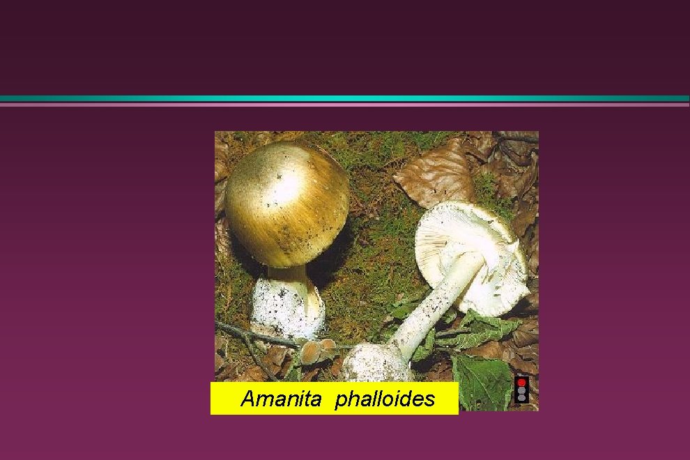 Amanita phalloides 