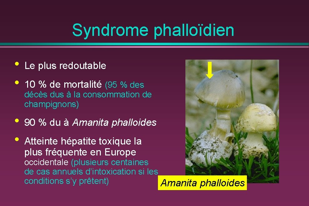 Syndrome phalloïdien • • Le plus redoutable • • 90 % du à Amanita