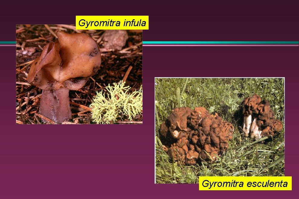 Gyromitra infula Gyromitra esculenta 