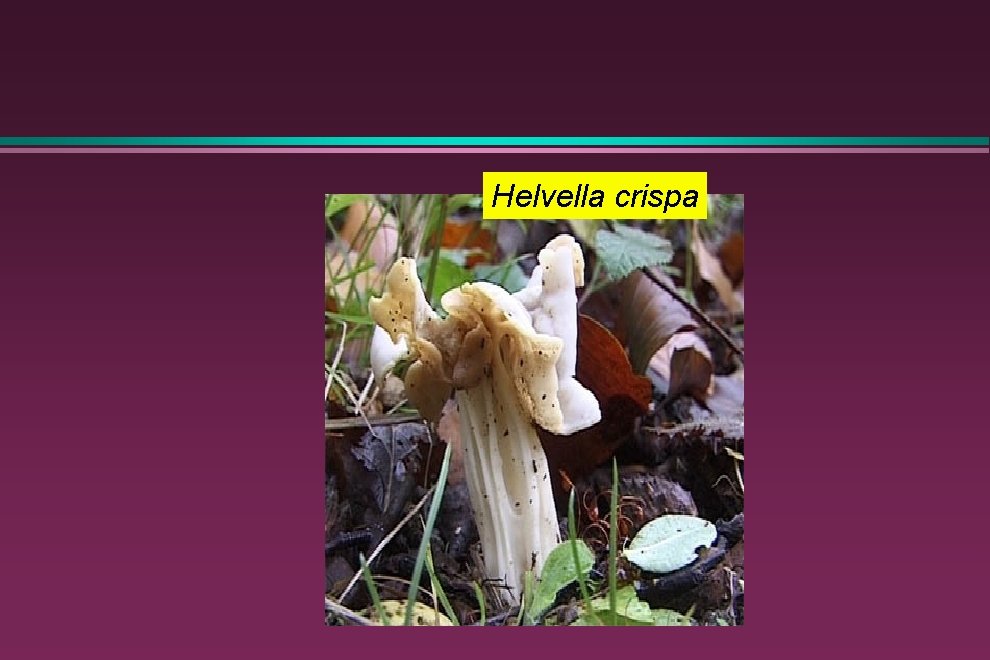 Helvella crispa 