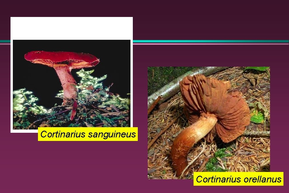 Cortinarius sanguineus Cortinarius orellanus 