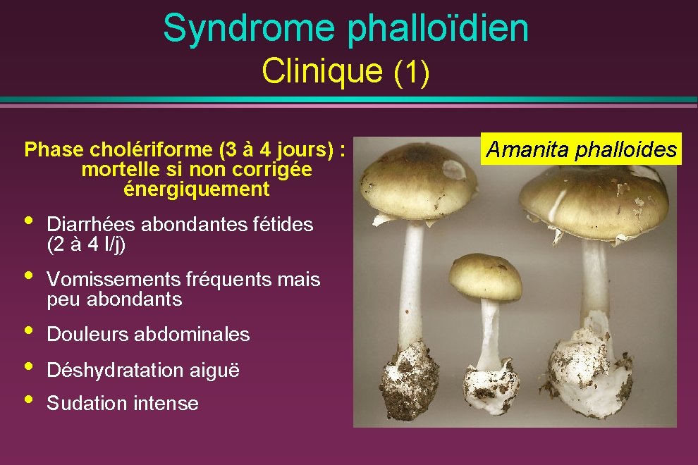 Syndrome phalloïdien Clinique (1) Phase cholériforme (3 à 4 jours) : mortelle si non