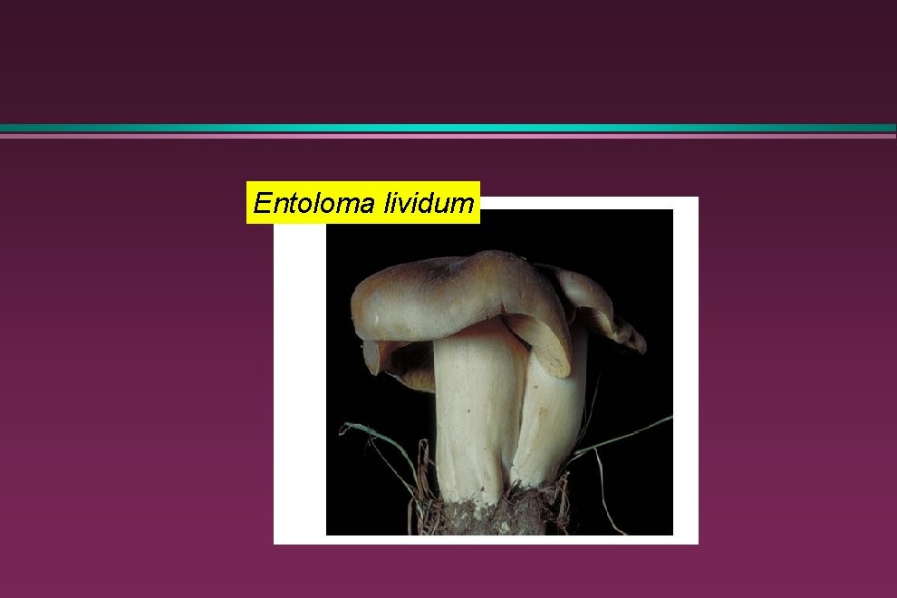 Entoloma lividum 