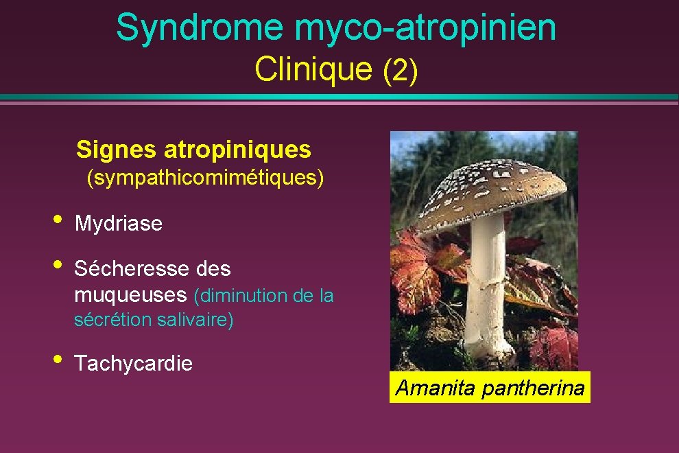 Syndrome myco-atropinien Clinique (2) Signes atropiniques (sympathicomimétiques) • • Mydriase Sécheresse des muqueuses (diminution