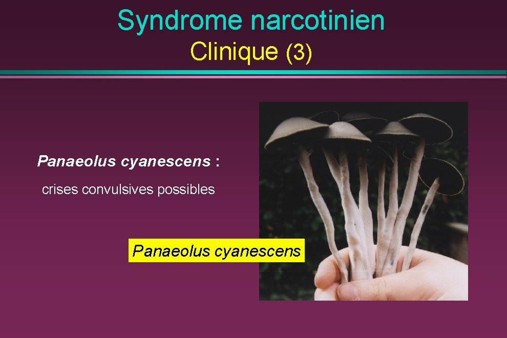 Syndrome narcotinien Clinique (3) Panaeolus cyanescens : crises convulsives possibles Panaeolus cyanescens 