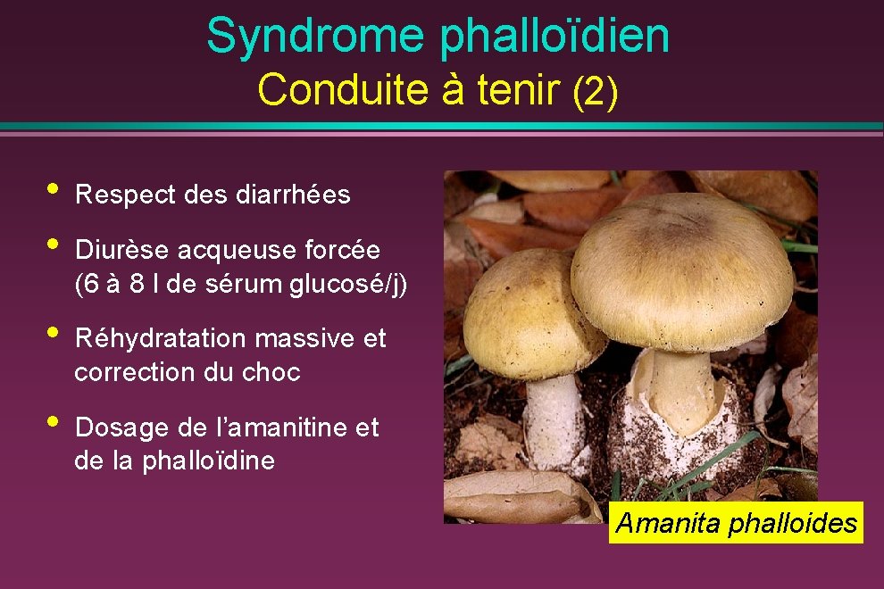 Syndrome phalloïdien Conduite à tenir (2) • • Respect des diarrhées • Réhydratation massive
