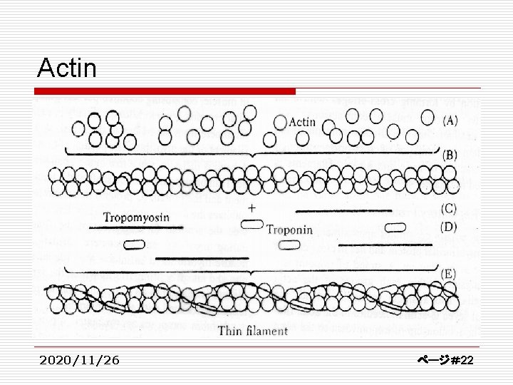 Actin 2020/11/26 ページ＃22 