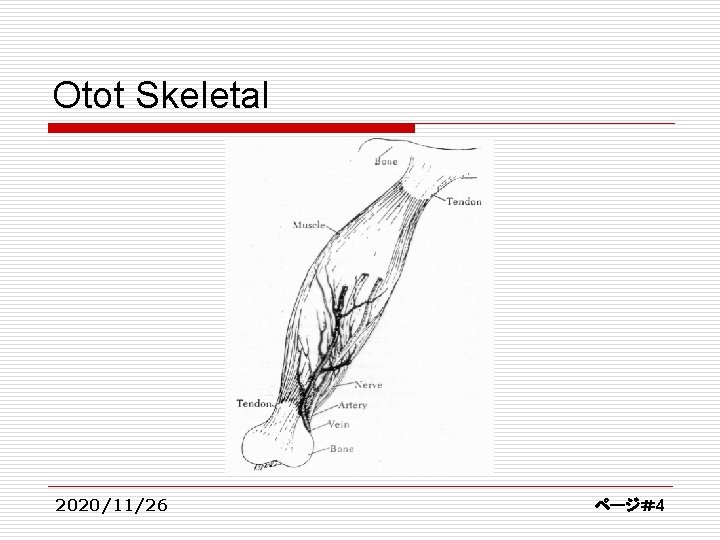 Otot Skeletal 2020/11/26 ページ＃4 
