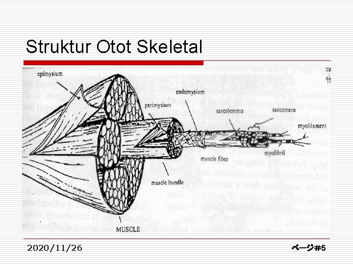 Struktur Otot Skeletal 2020/11/26 ページ＃5 