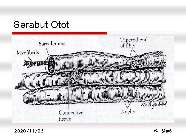 Serabut Otot 2020/11/26 ページ＃6 