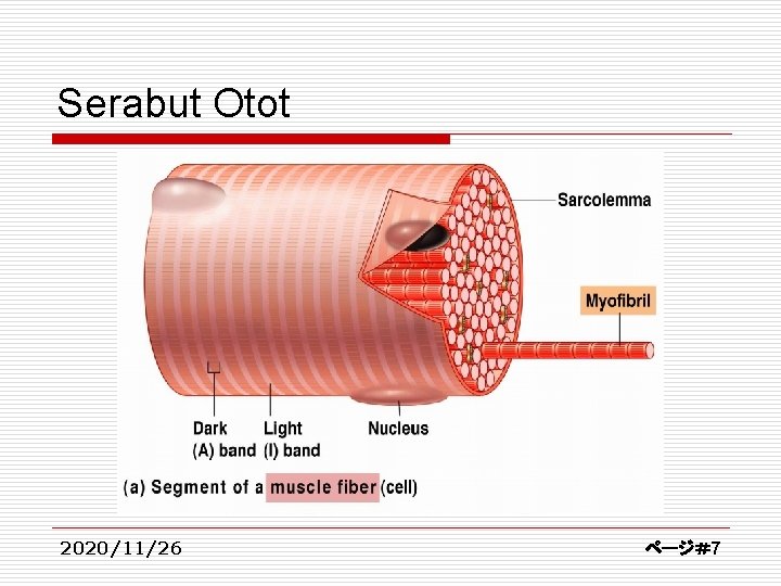 Serabut Otot 2020/11/26 ページ＃7 