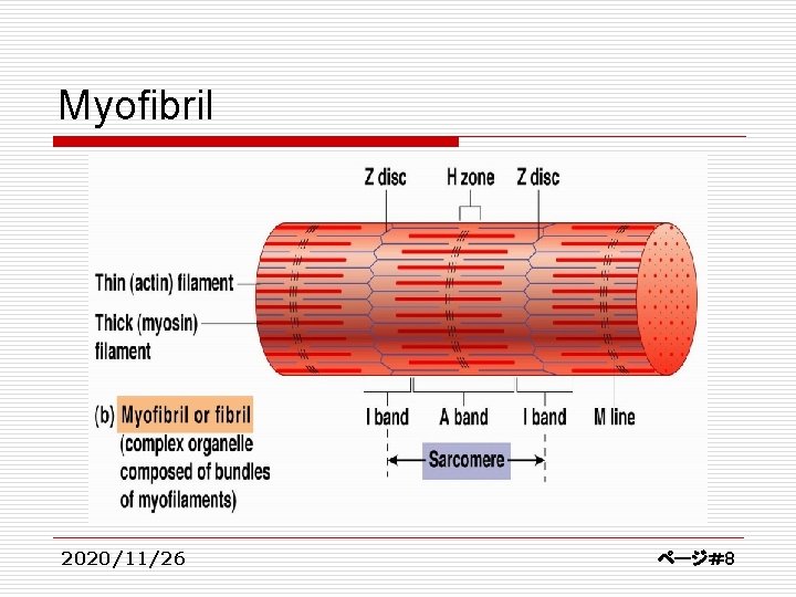 Myofibril 2020/11/26 ページ＃8 