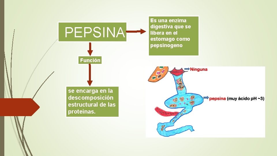  PEPSINA Función se encarga en la descomposición estructural de las proteinas. Es una