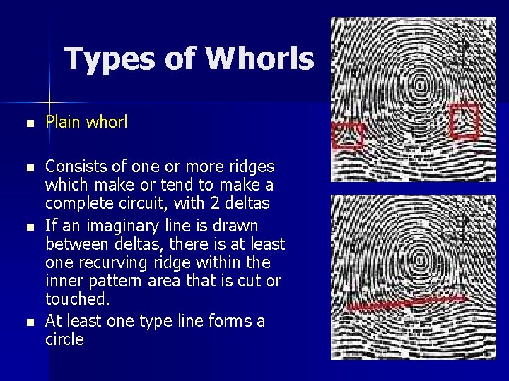 Types of Whorls n Plain whorl n Consists of one or more ridges which