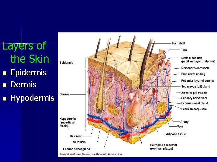 Layers of the Skin n Epidermis Dermis n Hypodermis n 
