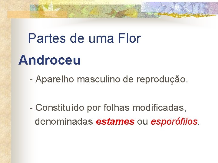 Partes de uma Flor Androceu - Aparelho masculino de reprodução. - Constituído por folhas