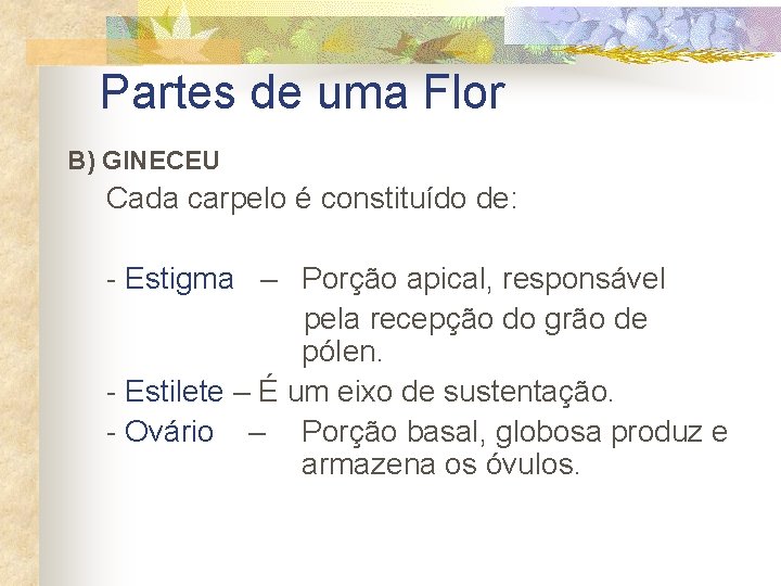 Partes de uma Flor B) GINECEU Cada carpelo é constituído de: - Estigma –