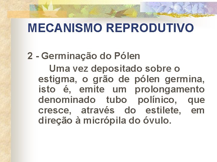 MECANISMO REPRODUTIVO 2 - Germinação do Pólen Uma vez depositado sobre o estigma, o