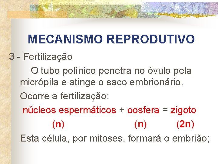 MECANISMO REPRODUTIVO 3 - Fertilização O tubo polínico penetra no óvulo pela micrópila e