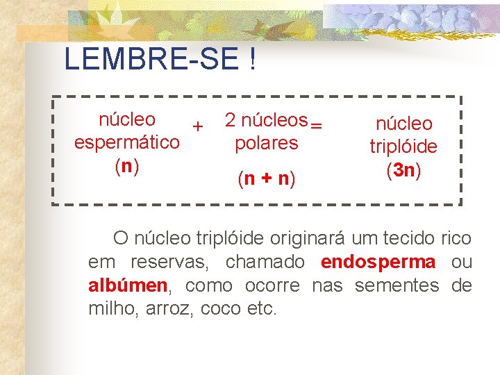 LEMBRE-SE ! núcleo + espermático (n) 2 núcleos = polares (n + n) núcleo