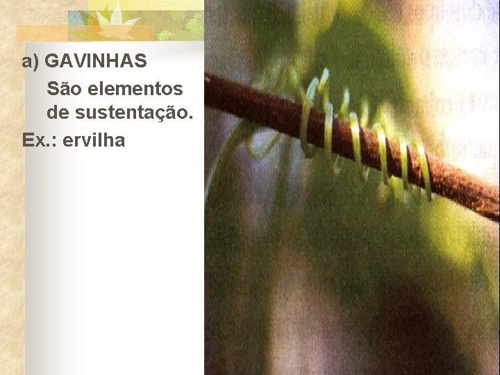 a) GAVINHAS São elementos de sustentação. Ex. : ervilha 