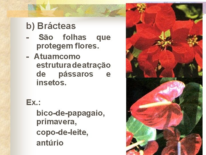 b) Brácteas - São folhas que protegem flores. - Atuamcomo estrutura de atração de