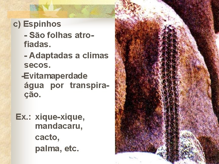 c) Espinhos - São folhas atrofiadas. - Adaptadas a climas secos. -Evitamaperdade água por