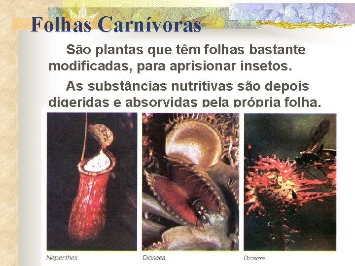Folhas Carnívoras São plantas que têm folhas bastante modificadas, para aprisionar insetos. As substâncias
