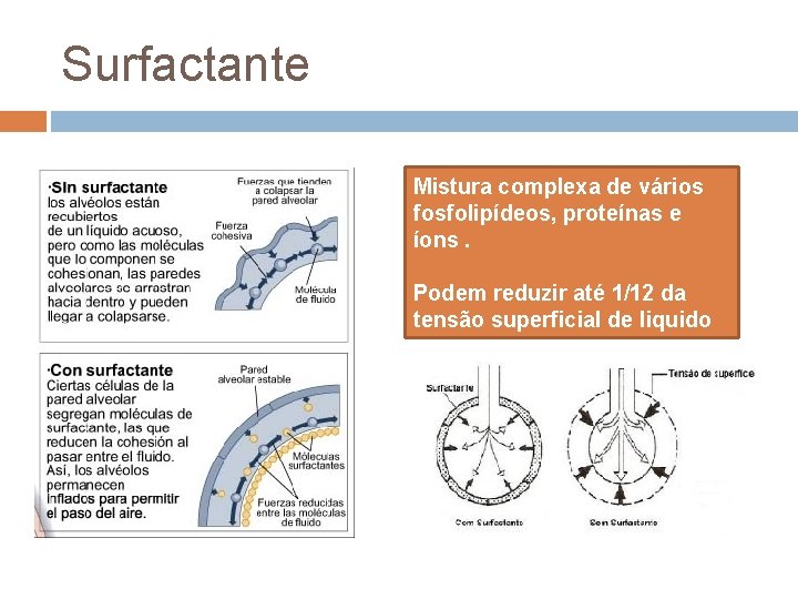 Surfactante Mistura complexa de vários fosfolipídeos, proteínas e íons. Podem reduzir até 1/12 da Surfactante Mistura complexa de vários fosfolipídeos, proteínas e íons. Podem reduzir até 1/12 da